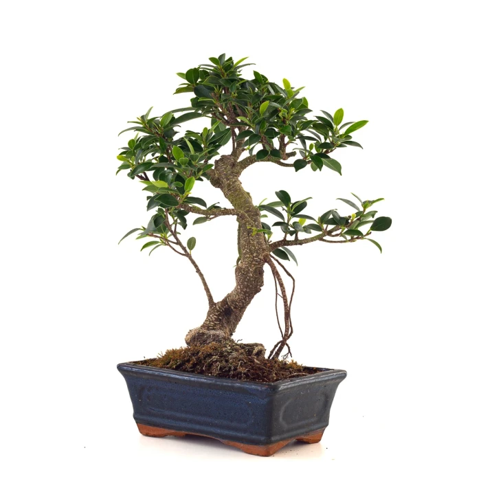 Achat Bonsai en ligne Ficus Retusa 37 cm Sankaly Bonsai