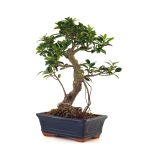 Achat Bonsai en ligne Ficus Retusa 37 cm Sankaly Bonsai