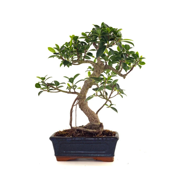 Acheter Bonsai en ligne Ficus Retusa 37 cm Sankaly Bonsai