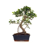 Acheter Bonsai en ligne Ficus Retusa 37 cm Sankaly Bonsai