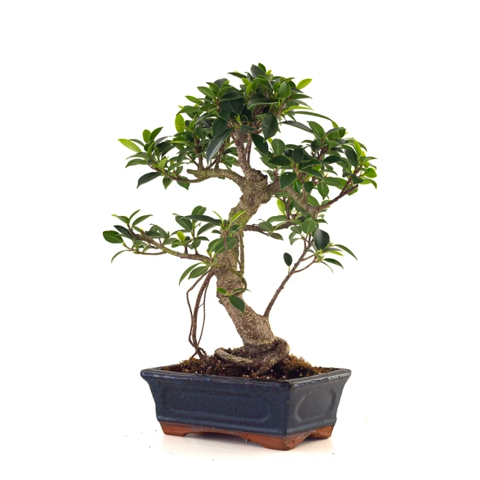 Vente de Bonsai pas cher Ficus Retusa 37 cm Sankaly Bonsai