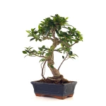Vente de Bonsai pas cher Ficus Retusa 37 cm Sankaly Bonsai