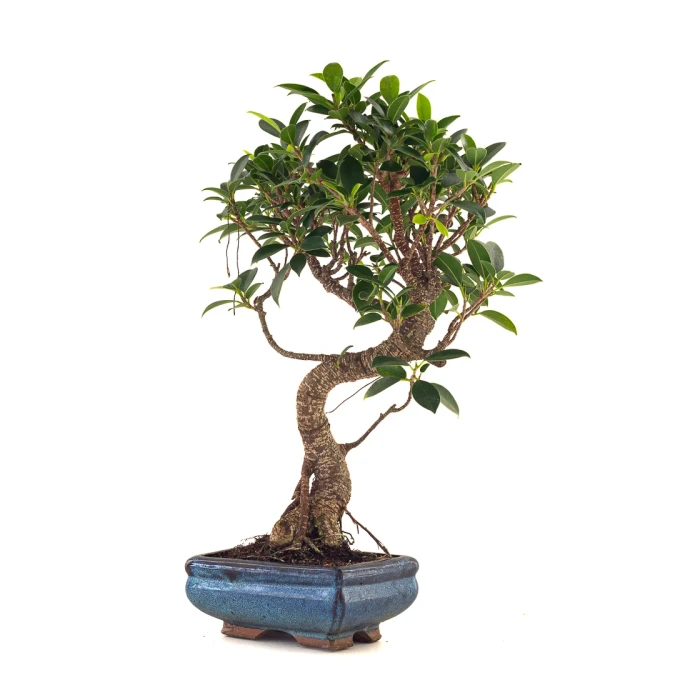 Achat en ligne de Bonsai Ficus Retusa 40 cm FR260505MIT Sankaly Bonsai