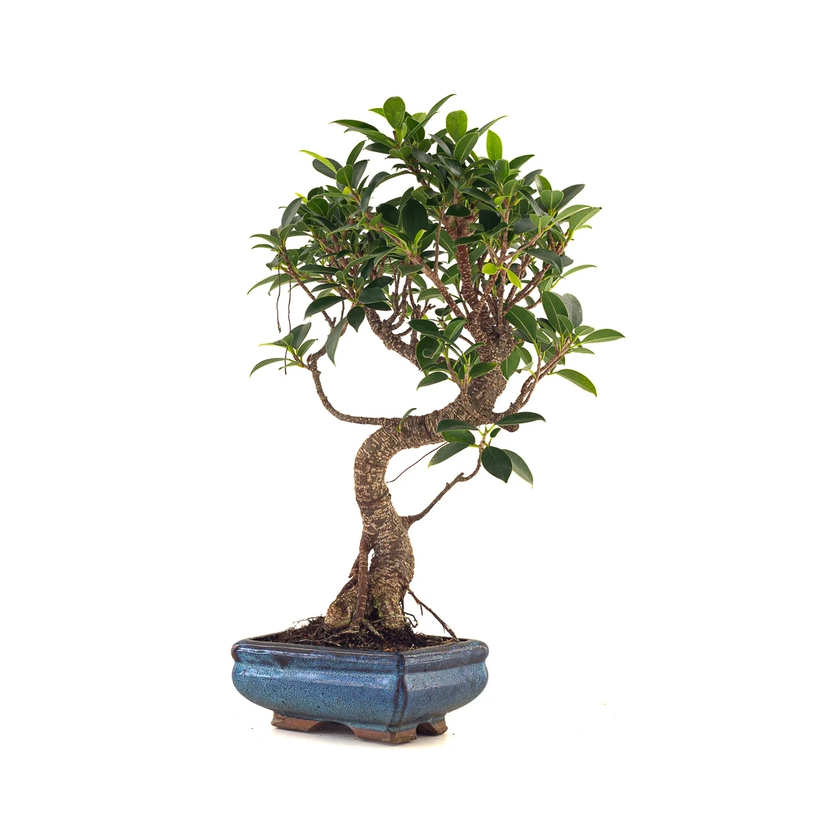 Achat en ligne de Bonsai Ficus Retusa 40 cm FR260505MIT Sankaly Bonsai