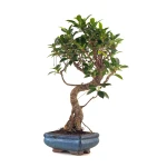 Achat en ligne de Bonsai Ficus Retusa 40 cm FR260505MIT Sankaly Bonsai