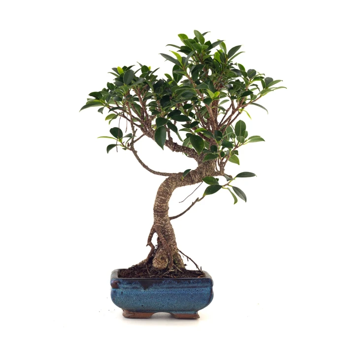 Acheter en ligne de Bonsai Ficus Retusa 40 cm FR260505MIT Sankaly Bonsai