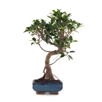 Acheter en ligne de Bonsai Ficus Retusa 40 cm FR260505MIT Sankaly Bonsai