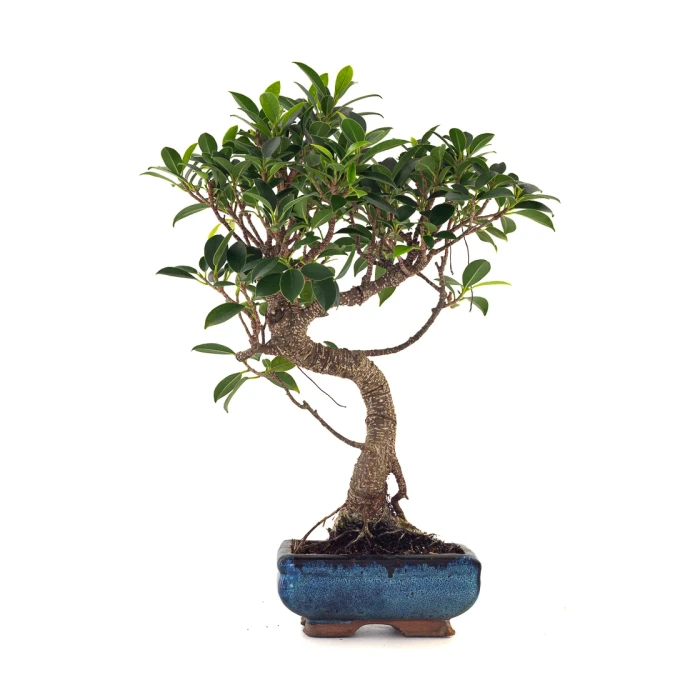 Vente en ligne de Bonsai Ficus Retusa 40 cm FR260505MIT Sankaly Bonsai