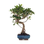 Vente en ligne de Bonsai Ficus Retusa 40 cm FR260505MIT Sankaly Bonsai