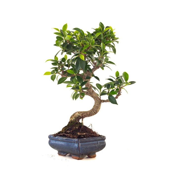 Achat en ligne de Bonsai Ficus Retusa 35 cm FR260506MIT Sankaly Bonsai