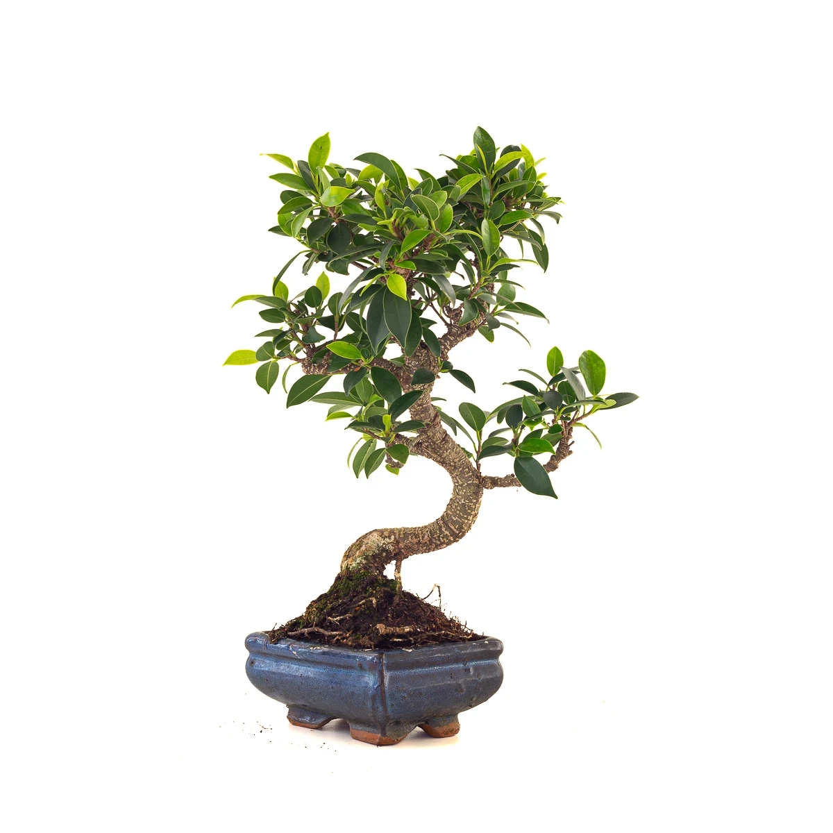 Achat en ligne de Bonsai Ficus Retusa 35 cm FR260506MIT Sankaly Bonsai
