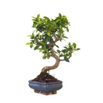 Achat en ligne de Bonsai Ficus Retusa 35 cm FR260506MIT Sankaly Bonsai
