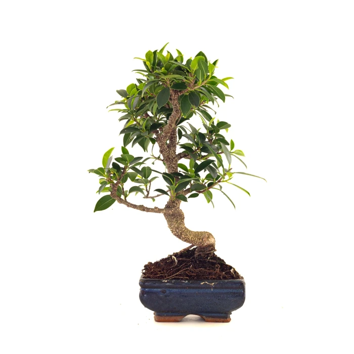 Vente en ligne de Bonsai Ficus Retusa 35 cm FR260506MIT Sankaly Bonsai