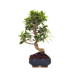 Vente en ligne de Bonsai Ficus Retusa 35 cm FR260506MIT Sankaly Bonsai