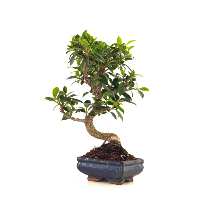 Acheter en ligne de Bonsai Ficus Retusa 35 cm FR260506MIT Sankaly Bonsai