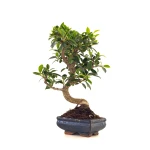 Acheter en ligne de Bonsai Ficus Retusa 35 cm FR260506MIT Sankaly Bonsai