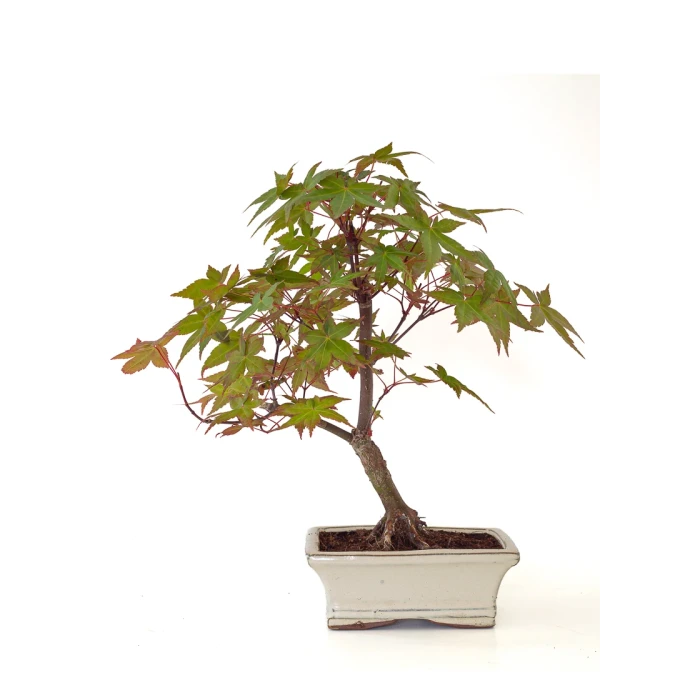 Vente de Bonsai pas cher Acer Palmatum Deshojo 35 cm APD260504MIT Sankaly Bonsai