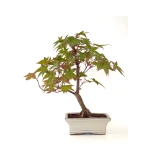 Vente de Bonsai pas cher Acer Palmatum Deshojo 35 cm APD260504MIT Sankaly Bonsai