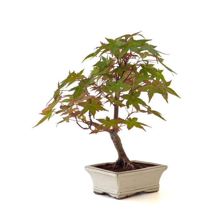 Achat Bonsai en ligne Acer Palmatum Deshojo 35 cm APD260504MIT Sankaly Bonsai