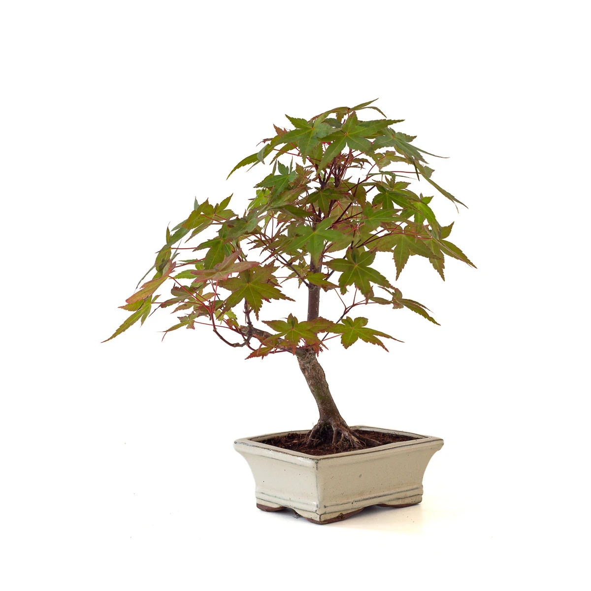 Achat Bonsai en ligne Acer Palmatum Deshojo 35 cm APD260504MIT Sankaly Bonsai