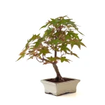 Achat Bonsai en ligne Acer Palmatum Deshojo 35 cm APD260504MIT Sankaly Bonsai