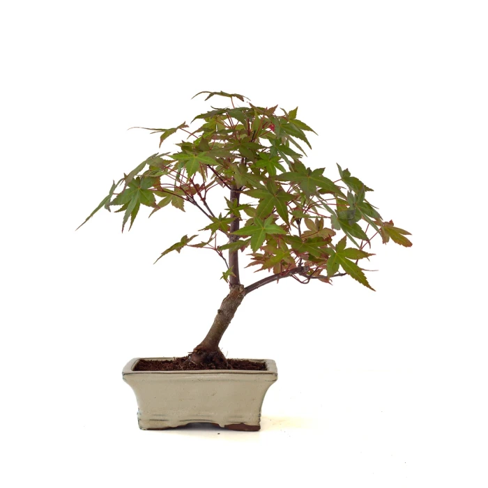Vente de Bonsai en ligne Acer Palmatum Deshojo 35 cm APD260504MIT Sankaly Bonsai
