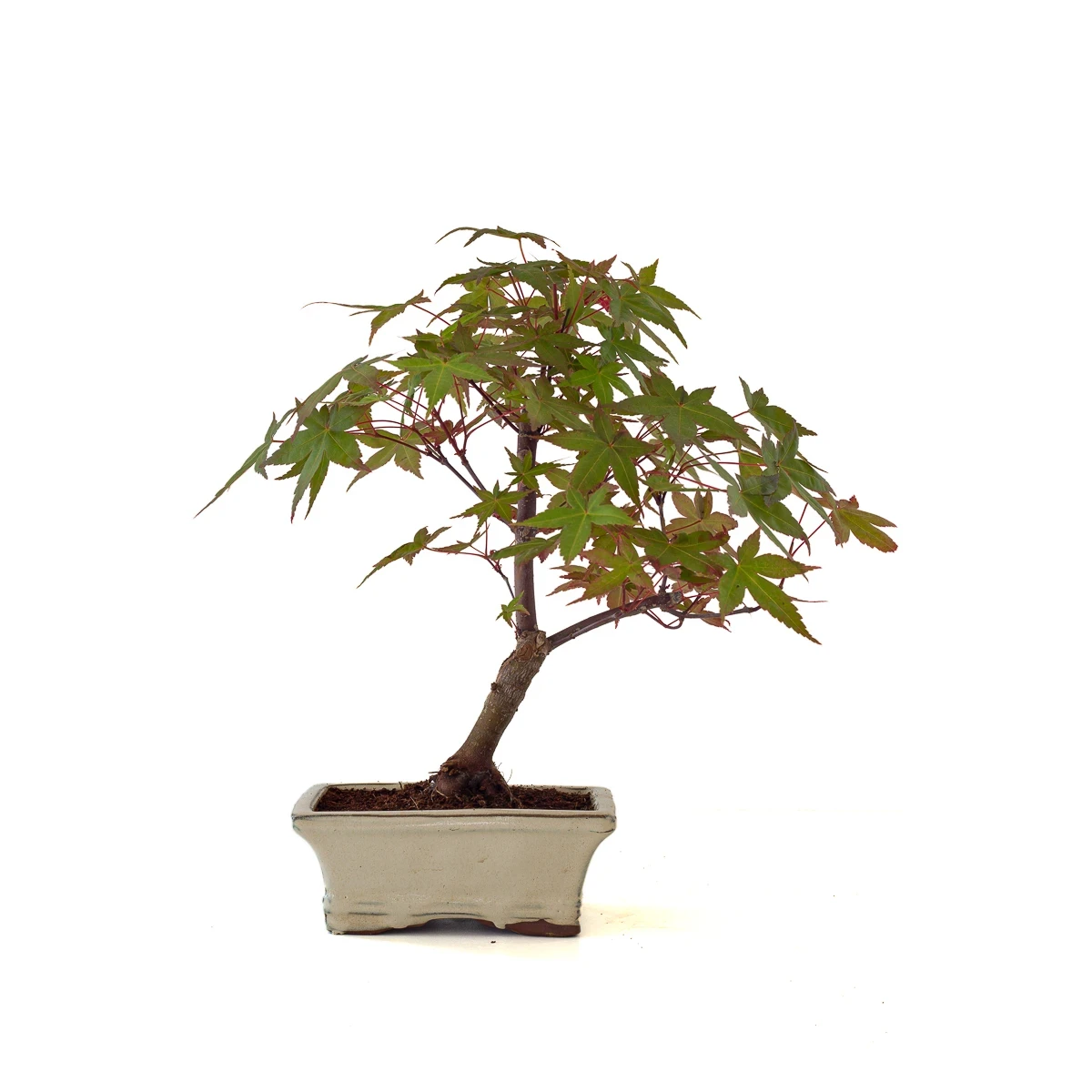 Vente de Bonsai en ligne Acer Palmatum Deshojo 35 cm APD260504MIT Sankaly Bonsai