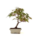 Vente de Bonsai en ligne Acer Palmatum Deshojo 35 cm APD260504MIT Sankaly Bonsai