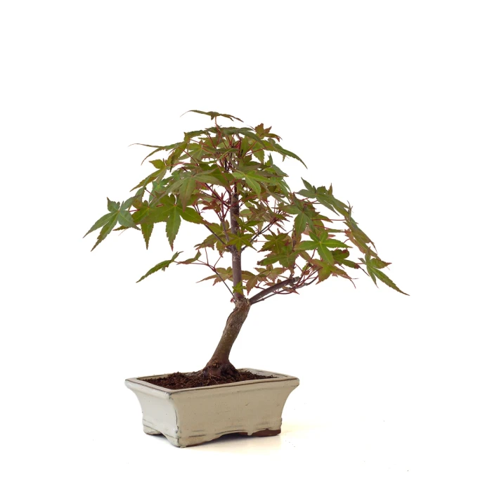 Acheter Bonsai en ligne Acer Palmatum Deshojo 35 cm APD260504MIT Sankaly Bonsai