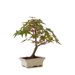 Acheter Bonsai en ligne Acer Palmatum Deshojo 35 cm APD260504MIT Sankaly Bonsai
