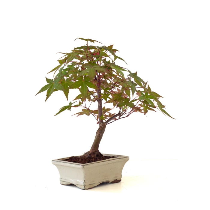 Acheter Bonsai pas cher Acer Palmatum Deshojo 35 cm APD260504MIT Sankaly Bonsai