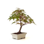 Acheter Bonsai pas cher Acer Palmatum Deshojo 35 cm APD260504MIT Sankaly Bonsai