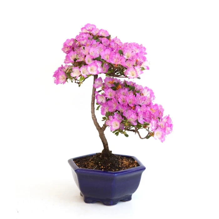 Achat Bonsai en ligne Azalee Satsuki Sankaly Bonsai