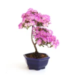 Achat Bonsai en ligne Azalee Satsuki Sankaly Bonsai