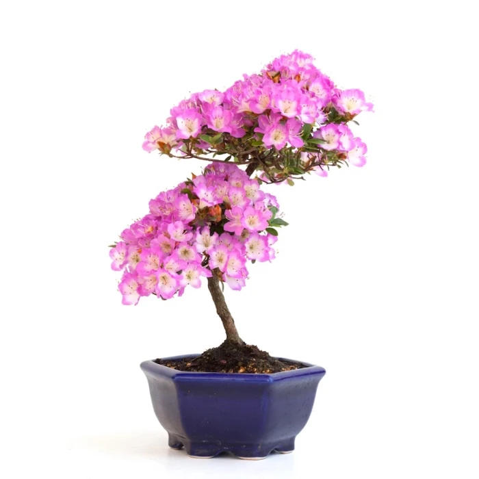 Vente de Bonsai en ligne Azalee Satsuki Sankaly Bonsai