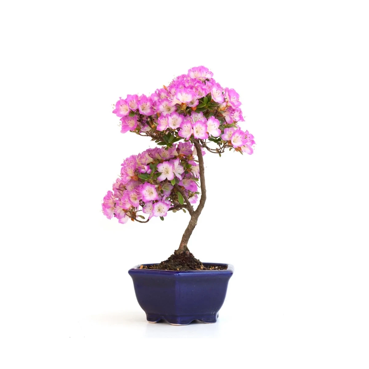 Acheter Bonsai en ligne Azalee Satsuki Sankaly Bonsai