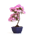 Acheter Bonsai en ligne Azalee Satsuki Sankaly Bonsai