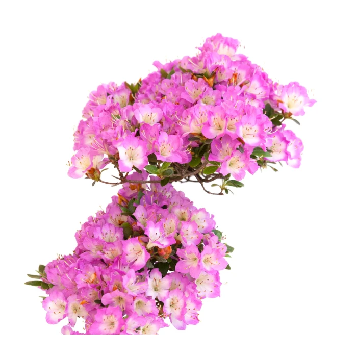 Vente de Bonsai en ligne Azalee Satsuki Sankaly Bonsai VDAZ260530