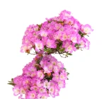 Vente de Bonsai en ligne Azalee Satsuki Sankaly Bonsai VDAZ260530