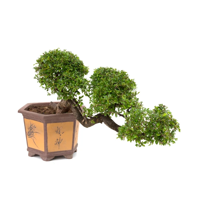 Achat Bonsai en ligne Orme de Chine cascade Sankaly Bonsai ORM260550