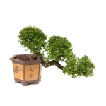 Achat Bonsai en ligne Orme de Chine cascade Sankaly Bonsai ORM260550