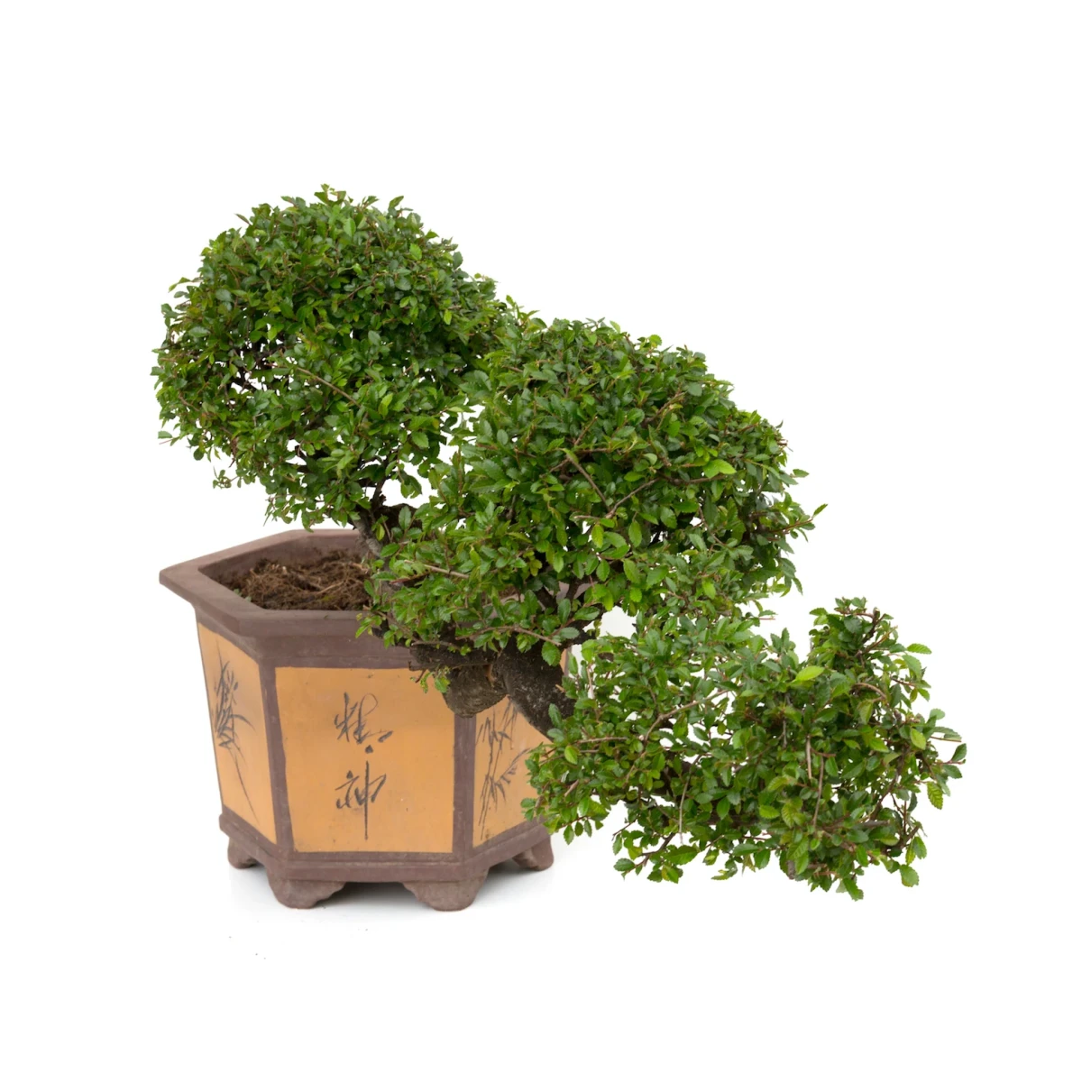 Vente de Bonsai en ligne Orme de Chine cascade Sankaly Bonsai ORM260550