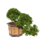 Vente de Bonsai en ligne Orme de Chine cascade Sankaly Bonsai ORM260550