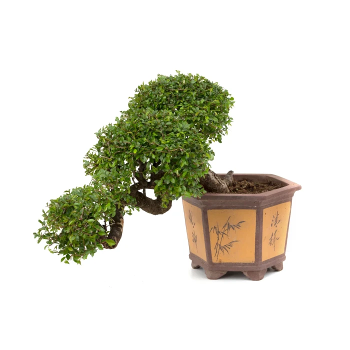 Acheter Bonsai en ligne Orme de Chine cascade Sankaly Bonsai ORM260550