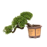 Vente Bonsai rare en ligne Orme de Chine cascade Sankaly Bonsai ORM260550