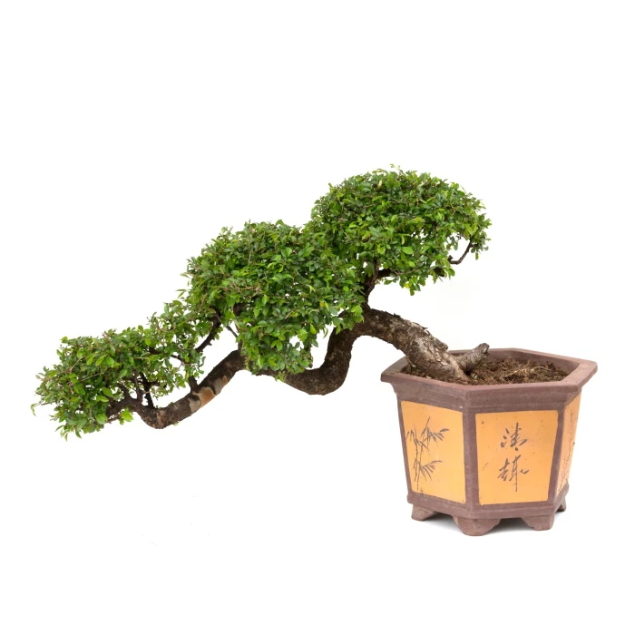 Achat Bonsai rare en ligne Orme de Chine cascade Sankaly Bonsai ORM260550