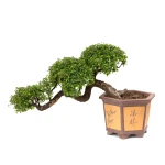 Achat Bonsai rare en ligne Orme de Chine cascade Sankaly Bonsai ORM260550