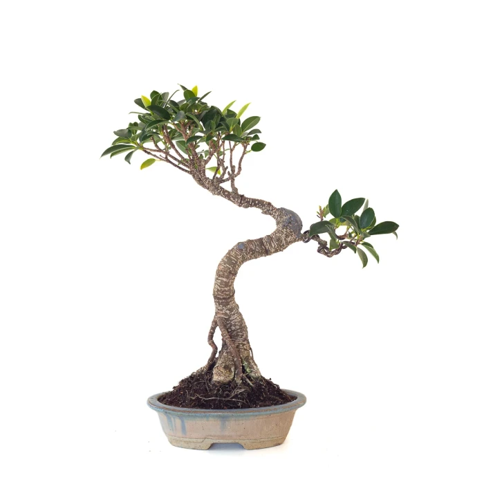Acheter en ligne de Bonsai Ficus Retusa 36 cm FR260505MIT Sankaly Bonsai