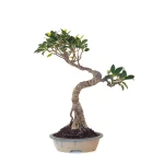 Acheter en ligne de Bonsai Ficus Retusa 36 cm FR260505MIT Sankaly Bonsai
