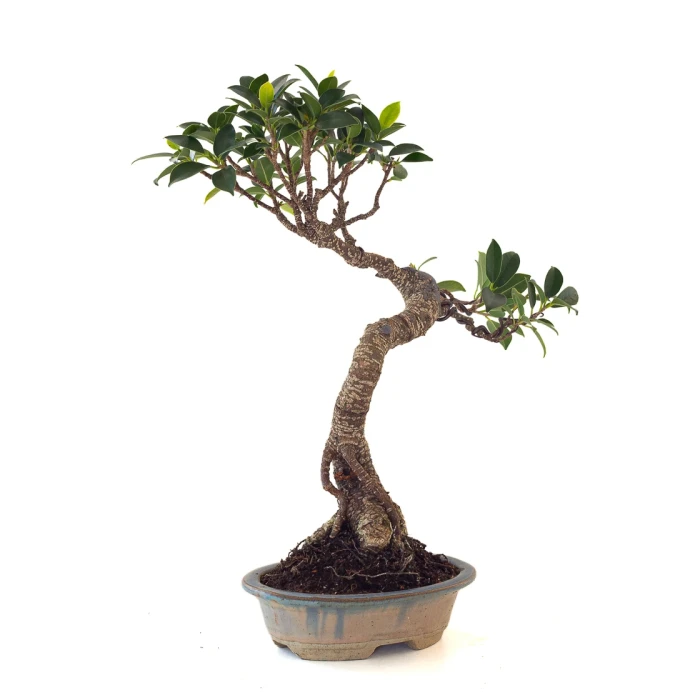 Achat en ligne de Bonsai Ficus Retusa 36 cm FR260505MIT Sankaly Bonsai